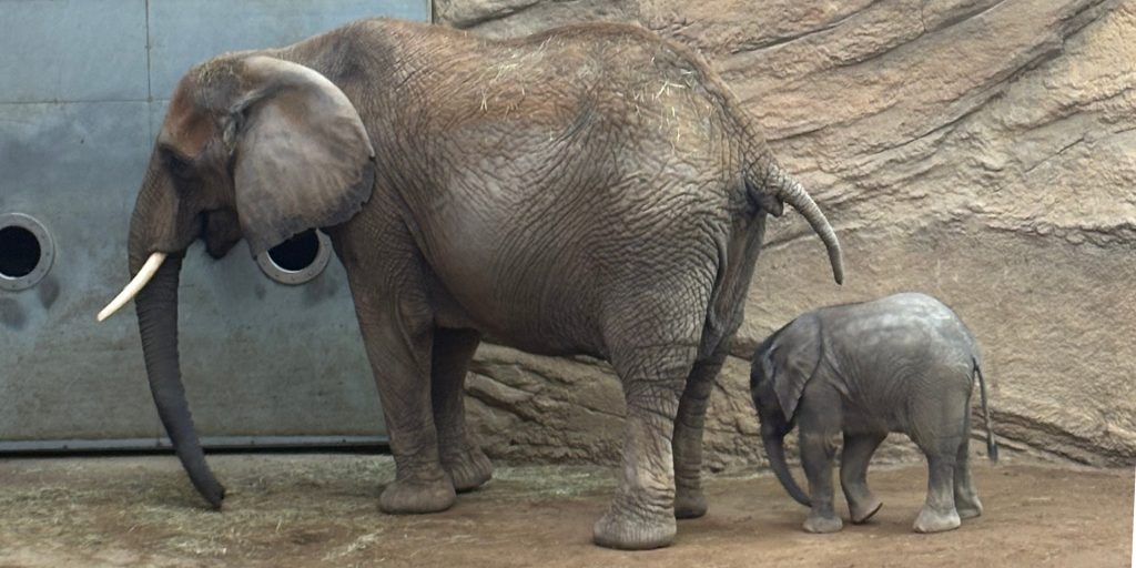 „Kaja und die Elefanten“ – FPC-Hausbesuch im Opel-Zoo in Kronberg