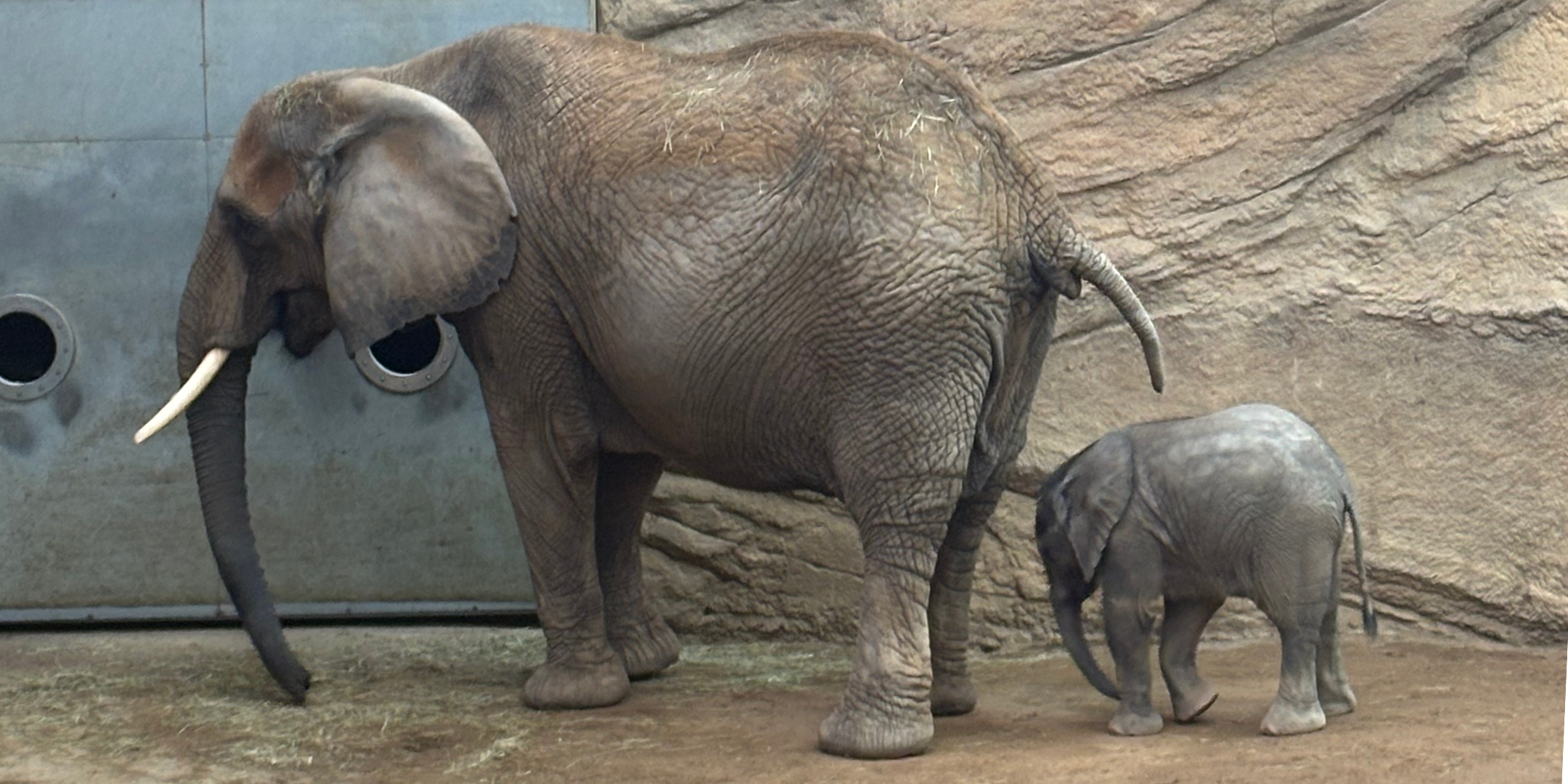 „Kaja und die Elefanten“ – FPC-Hausbesuch im Opel-Zoo in Kronberg