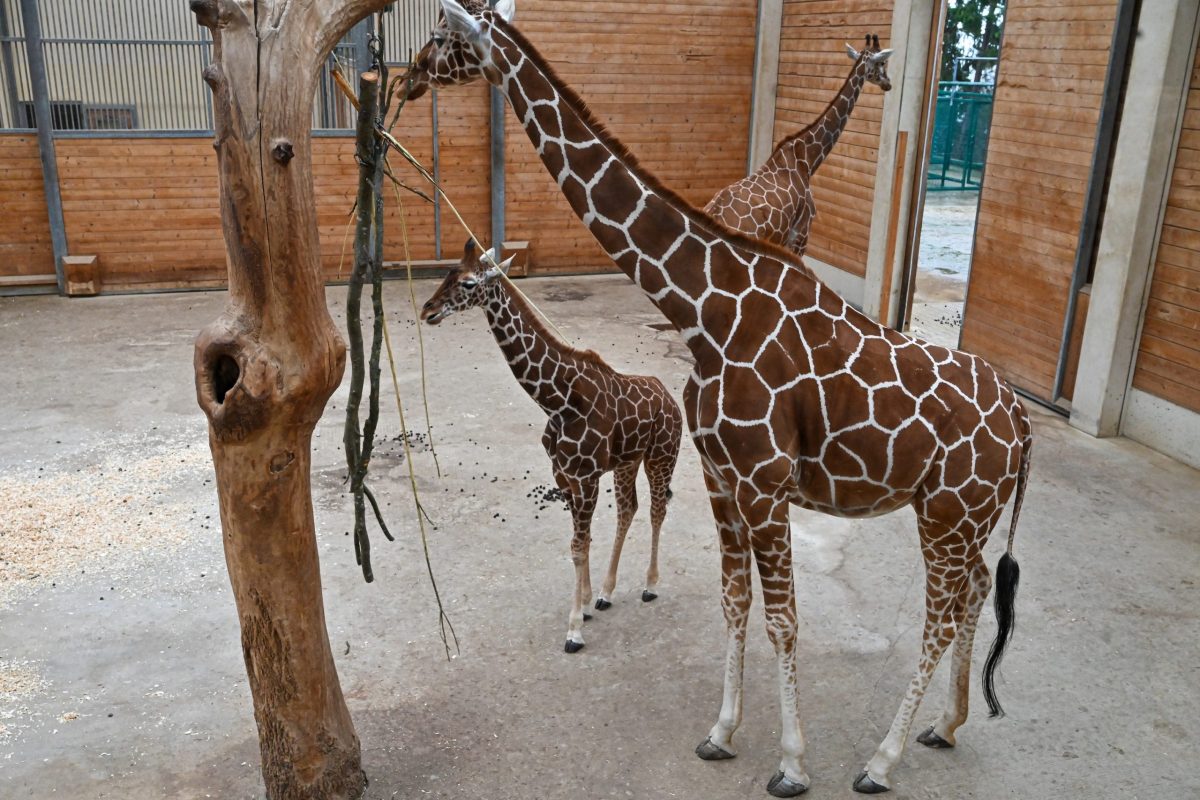 Kronberg im Taunus, 29.11.2025, Der Frankfurter-Presseclub im Opel-Zoo (Reihe Hausbesuch). HIER: Giraffen. (c) FOTO: Rainer Rüffer (Rueffer)