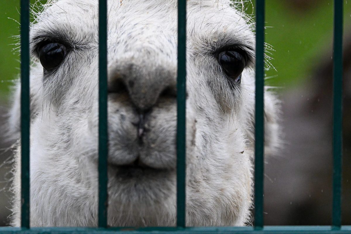 Kronberg im Taunus, 29.11.2025, Der Frankfurter-Presseclub im Opel-Zoo (Reihe Hausbesuch). (c) FOTO: Rainer Rüffer (Rueffer)