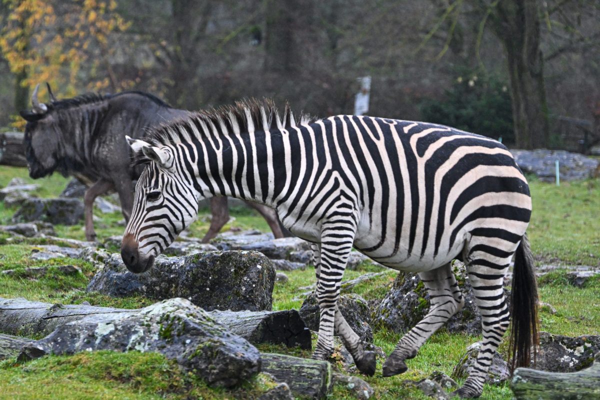 Kronberg im Taunus, 29.11.2025, Der Frankfurter-Presseclub im Opel-Zoo (Reihe Hausbesuch). HIER: Zebea. (c) FOTO: Rainer Rüffer (Rueffer)
