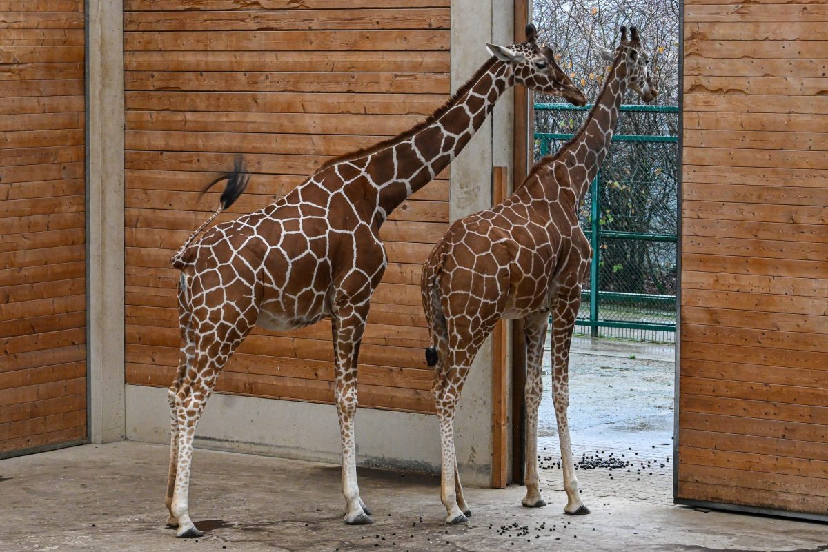 Kronberg im Taunus, 29.11.2025, Der Frankfurter-Presseclub im Opel-Zoo (Reihe Hausbesuch). HIER: Giraffen. (c) FOTO: Rainer Rüffer (Rueffer)