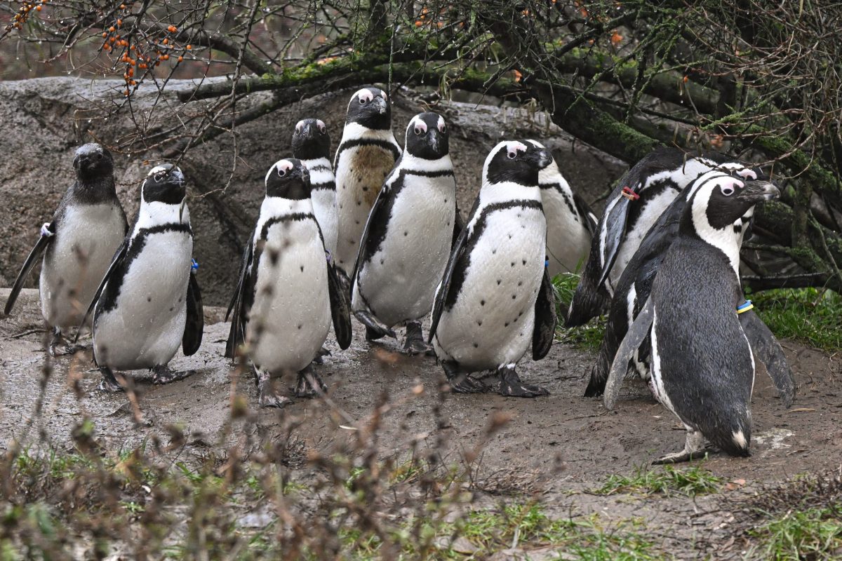Kronberg im Taunus, 29.11.2025, Der Frankfurter-Presseclub im Opel-Zoo (Reihe Hausbesuch). HIER: Pinguine (c) FOTO: Rainer Rüffer (Rueffer)