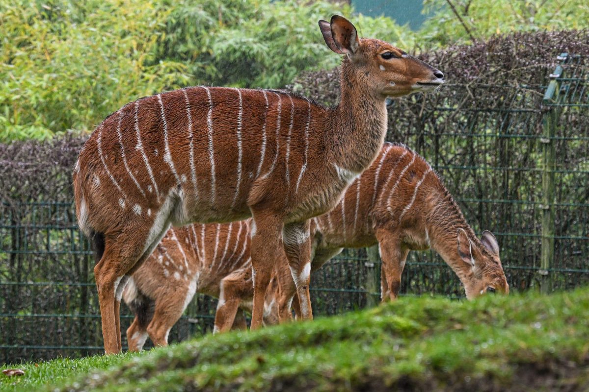 Kronberg im Taunus, 29.11.2025, Der Frankfurter-Presseclub im Opel-Zoo (Reihe Hausbesuch). (c) FOTO: Rainer Rüffer (Rueffer)