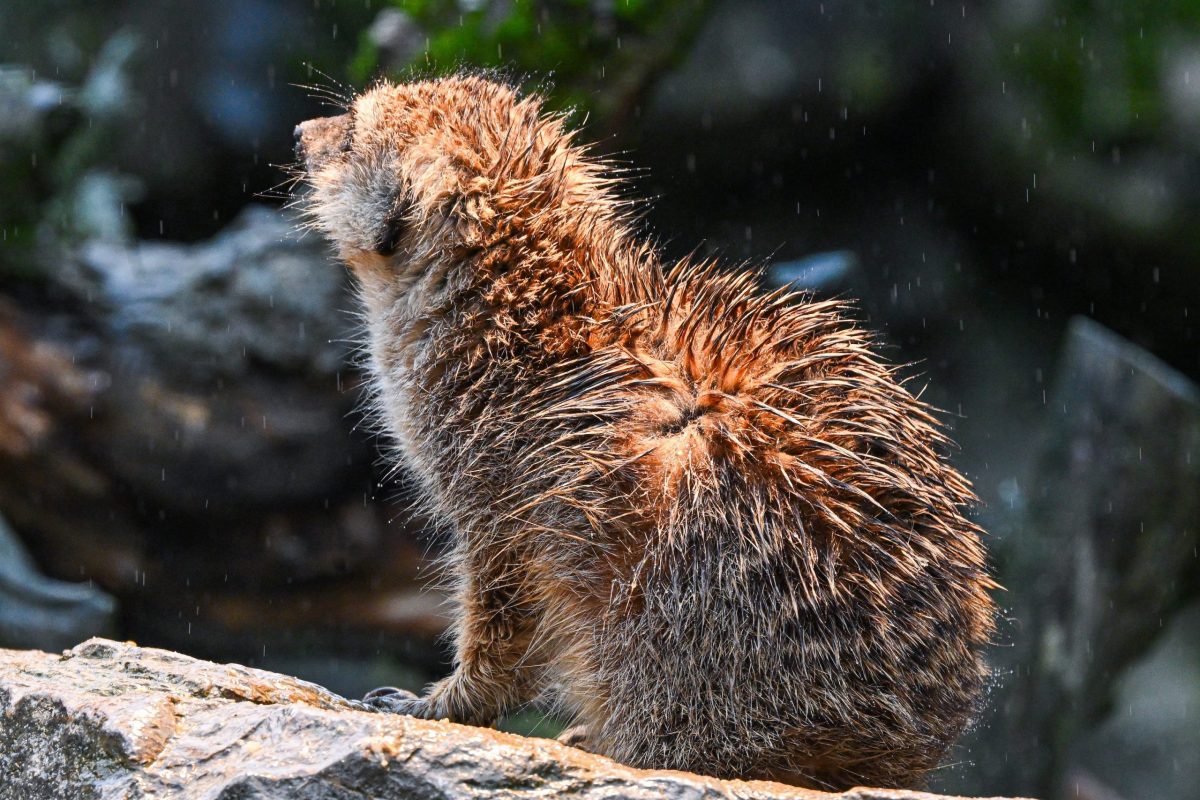 Kronberg im Taunus, 29.11.2025, Der Frankfurter-Presseclub im Opel-Zoo (Reihe Hausbesuch). (c) FOTO: Rainer Rüffer (Rueffer)