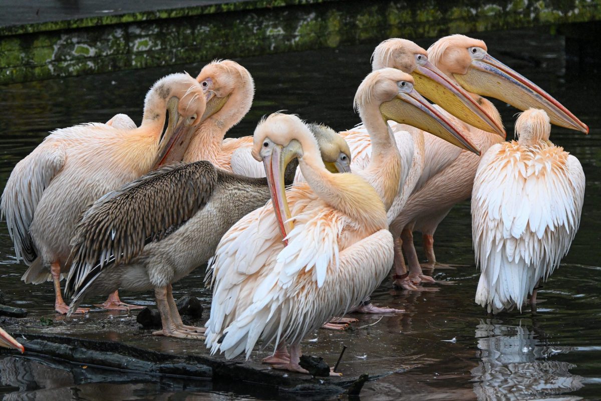 Kronberg im Taunus, 29.11.2025, Der Frankfurter-Presseclub im Opel-Zoo (Reihe Hausbesuch). HIER: Pelikane. (c) FOTO: Rainer Rüffer (Rueffer)