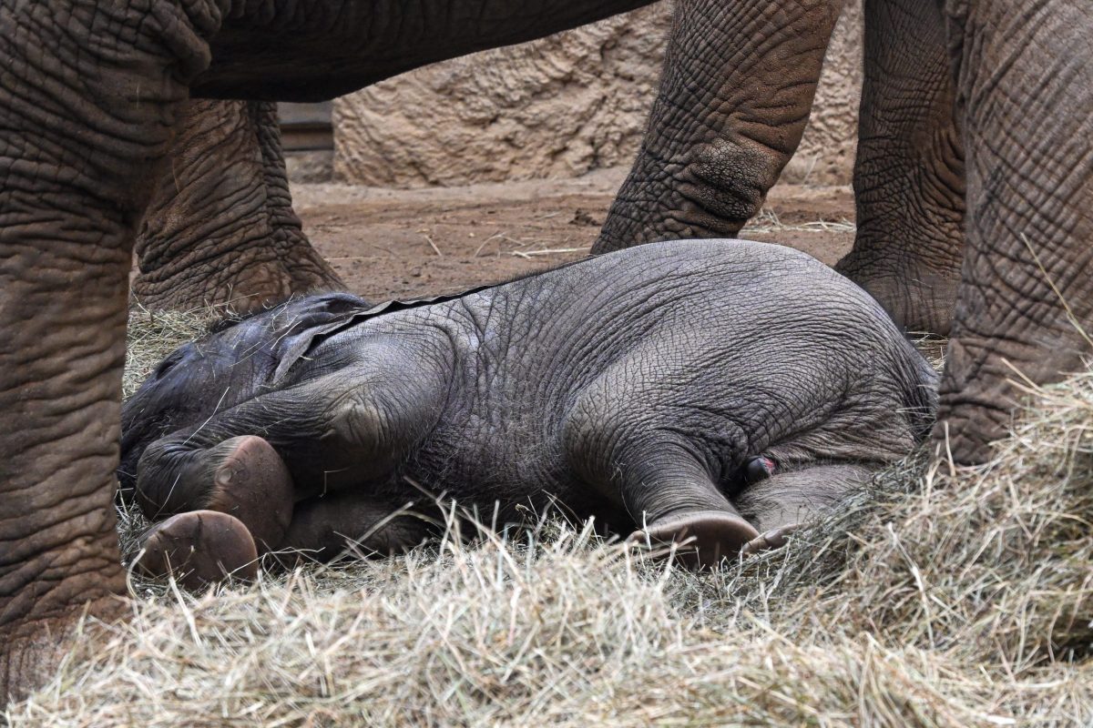 Kronberg im Taunus, 29.11.2025, Der Frankfurter-Presseclub im Opel-Zoo (Reihe Hausbesuch). HIER: Elefanten, Elefantenbaby Kaja. (c) FOTO: Rainer Rüffer (Rueffer)