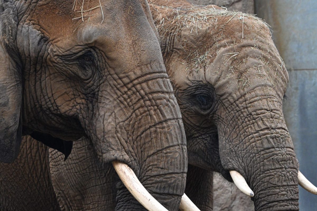 Kronberg im Taunus, 29.11.2025, Der Frankfurter-Presseclub im Opel-Zoo (Reihe Hausbesuch). HIER: Elefanten. (c) FOTO: Rainer Rüffer (Rueffer)