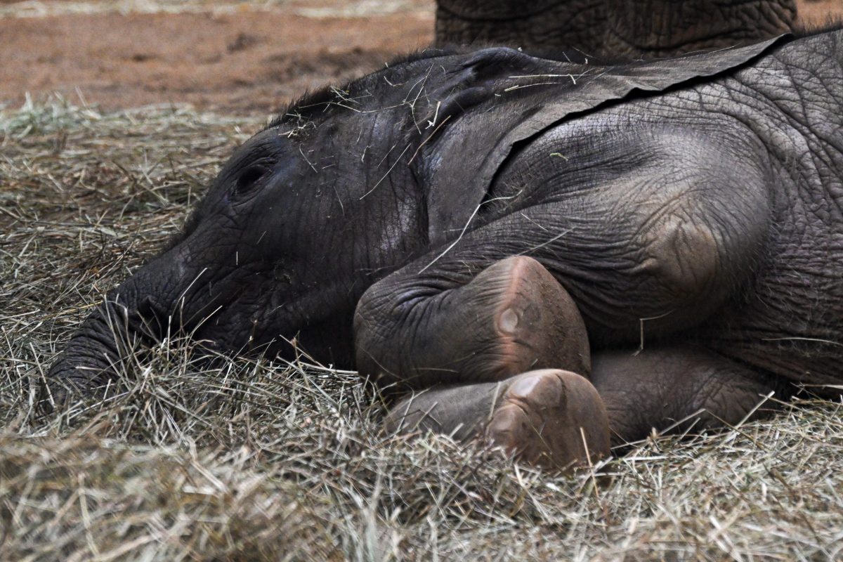 Kronberg im Taunus, 29.11.2025, Der Frankfurter-Presseclub im Opel-Zoo (Reihe Hausbesuch). HIER: Elefanten, Elefantenbaby Kaja. (c) FOTO: Rainer Rüffer (Rueffer)